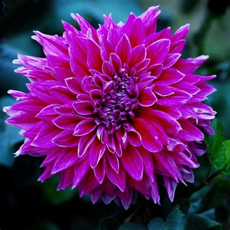 80 Colors Dahlia Seeds,100pcs/pack