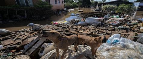 Mais de 10 mil animais já foram resgatados das enchentes do RS Diário