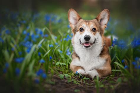 Corgi - Desktop Wallpapers, Phone Wallpaper, PFP, Gifs, and More!