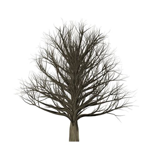 List 94 Pictures Pictures Of Trees With No Leaves Updated