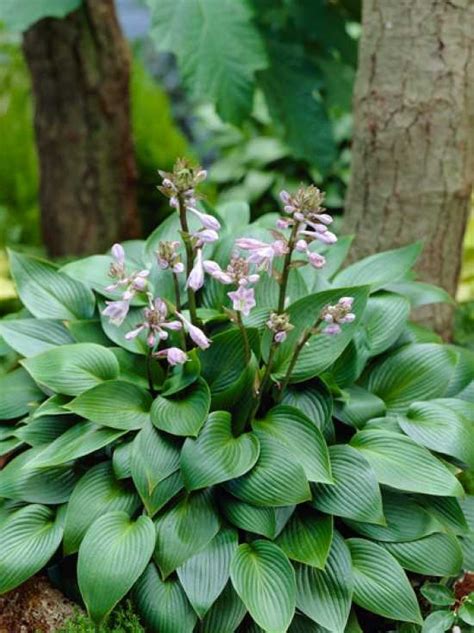 Hosta Devon Green Garten Funkie Devon Green günstig kaufen