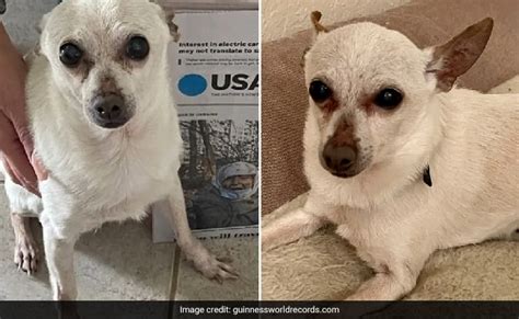 Watch Guinness World Records Confirms 21 Year Old Chihuahua As Oldest