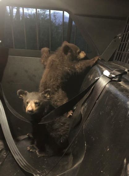 Trio of bear cubs saved after their mother hit by car in Arizona