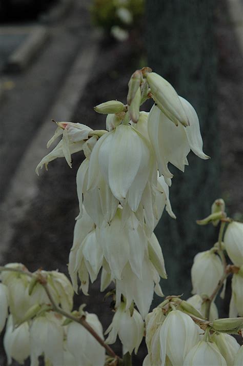 Bright Edge Adam S Needle Yucca Filamentosa Bright Edge In