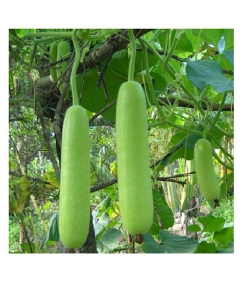 Agrodak Farm Bottle Gourd Lauki Ghiya Hybrid Seeds 1 Packet Buy Agrodak Farm Bottle Gourd