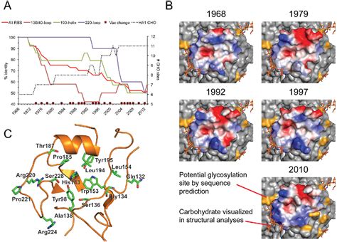 Figure 4 From Structure And Receptor Binding Preferences Of Recombinant