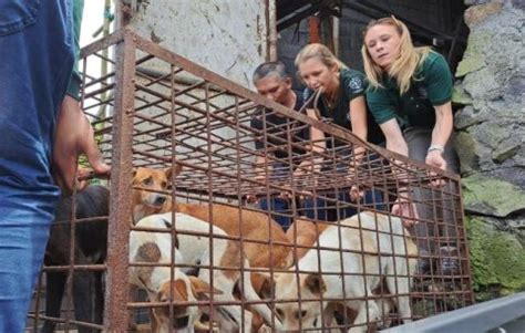 Perdagangan Daging Anjing Dan Kucing Di Pasar Ekstrim Tomohon