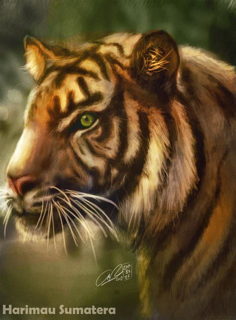 Harimau Sumatera by zamboze on DeviantArt