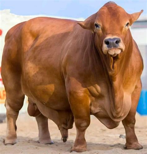 Biggest Bull Cow In The World