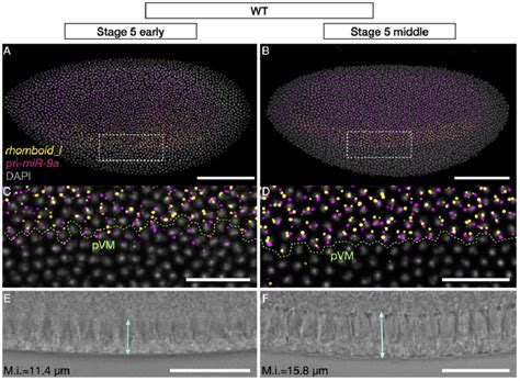 rhomboid and miR-9a are co-expressed in the neurogenic ectoderm. A ... 