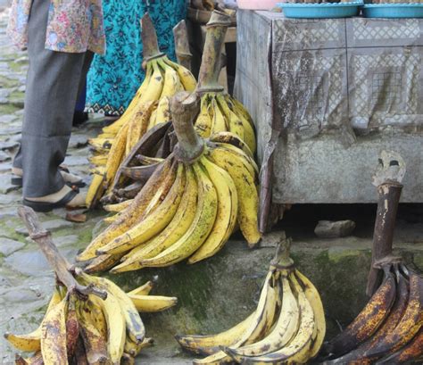 Pisang Byar Produksi Pisang Tanduk Ton Dupa News