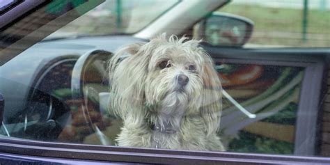 Qu Hacer Si Encuentras Un Perro Encerrado En Un Coche Lo Que Dice La