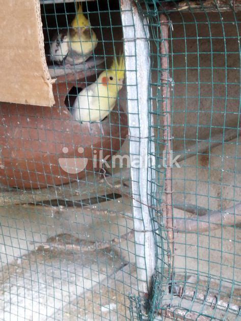 Cockatiel Breeding Pair In Digana Ikman Lk