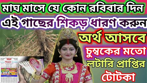 মা লক্ষ্মী বলেছেন মাঘ মাসে যে কোন রবিবার দিন এই গাছের শিকড় ধারণ করলে