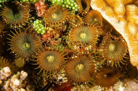 Green Button Polyp From North West Solitary Island New South Wales