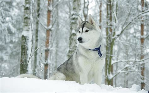 Stunning Hd Wallpaper Of A Siberian Husky In Winter Wonderland