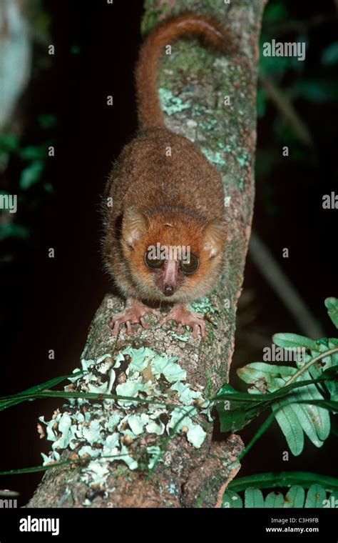 Brown Mouse Lemur Microcebus Rufus Lemuridae One Of The Worlds