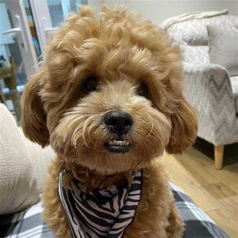 Rafi Poodle (Miniature) | Purina UK