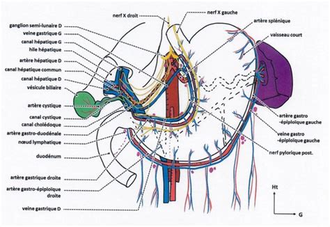 Innervation Parasympathique De L Appareil Digestif Flashcards Quizlet