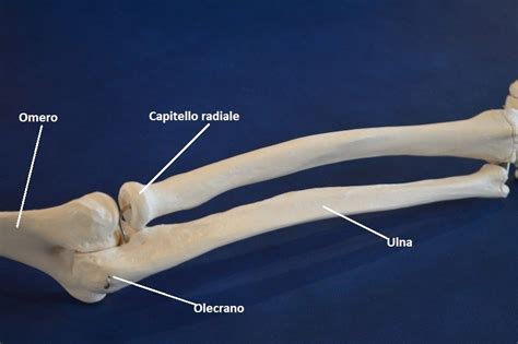 Frattura Dellolecrano Del Gomito Fisioterapia Rubiera