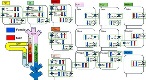 Predicting Sex Differences In The Effects Of Diuretics In Renal Epithelial Transport During