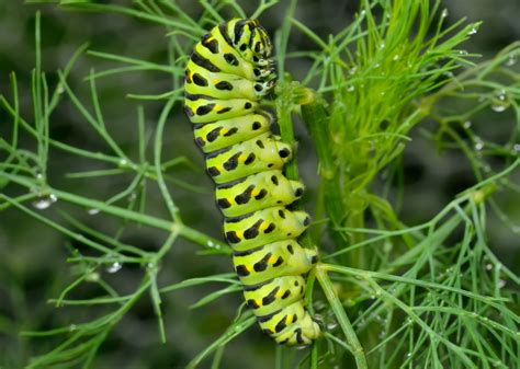 Dealing with Fennel Pests - Food Gardening Network