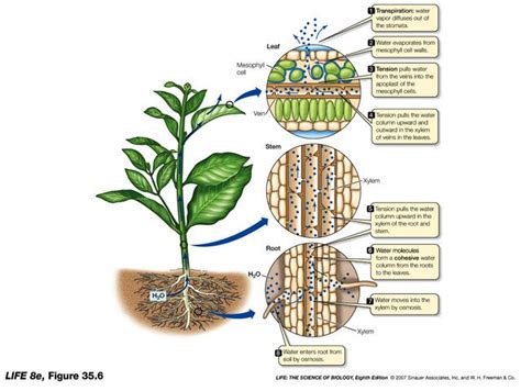 Morfología y Anatomía de Plantas Vasculares Biology plants Plant