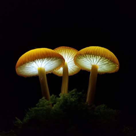 Mushroom Lamp Mushrooms Night Light Fungi LED Glowing In The Etsy