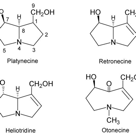 The Common Necine Bases Of Pyrrolizidine Alkaloids Download Scientific Diagram