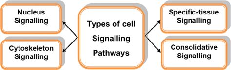 Types of cell signaling pathways | Download Scientific Diagram