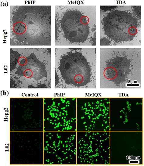 A Tem Images Of Hepg And L Cells After G Ml L