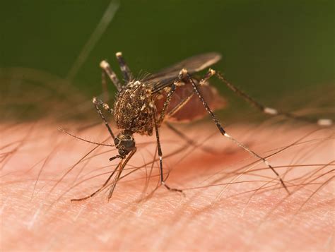 File:Mosquito Tasmania crop.jpg - Wikipedia