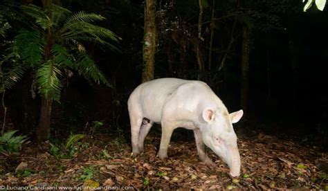 Legendary Albino Tapir Photographed for the First Time in Brazil | OutdoorHub