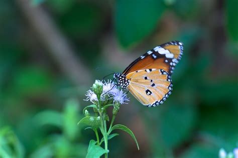 Tigre llano danaus chrysippus butterfly bebiendo el néctar de las