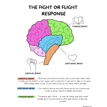 The Anxious Brain The Fight Or Flight Response Worry Coping Skills