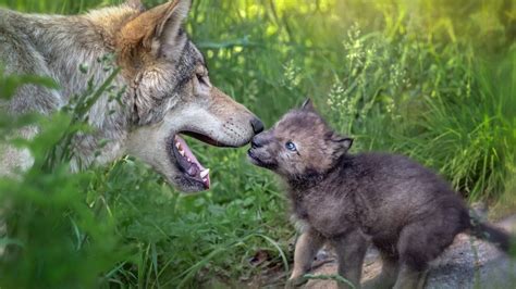 "The two shared a glance that made time stand still" – watch tiny wolf pup bravely come face to ...