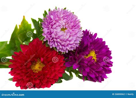 Bouquet Of Aster Flowers Stock Photography - Image: 26800062