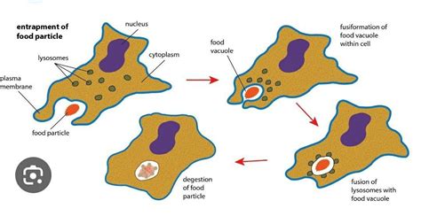 How Does An Amoeba Obtain Its Food For Class 9 With Diagram