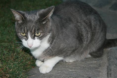 Smarrito Gatto A Maccagno Con Pino E Veddasca Zona Parco Giona