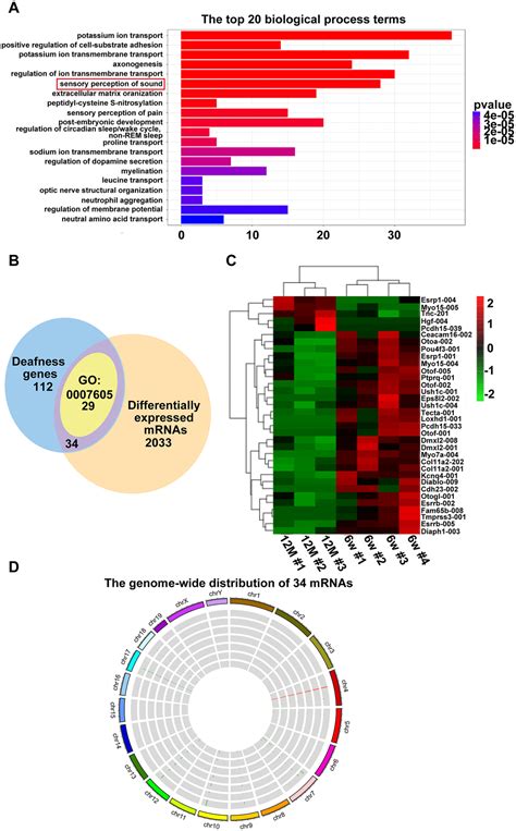 Rna Seq Analysis Of Potential Lncrnas For Age Related Hearing Loss In A