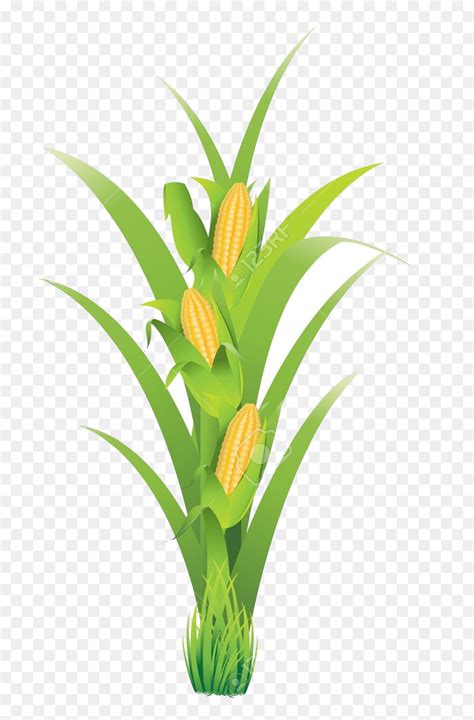 Corn Plant Clip Art, HD Png Download - vhv