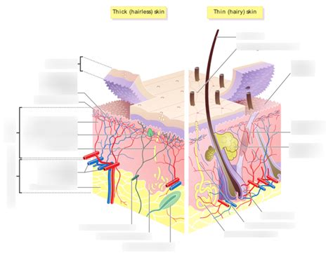 Chapter The Integumentary System Diagram Quizlet