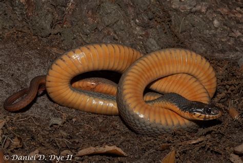 Red-bellied (Plain-bellied) Watersnake | Florida Backyard Snakes