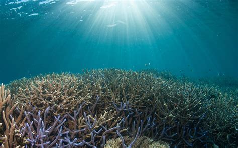 How Much Left From The Coral Reef From Its Initial Stage Absolute