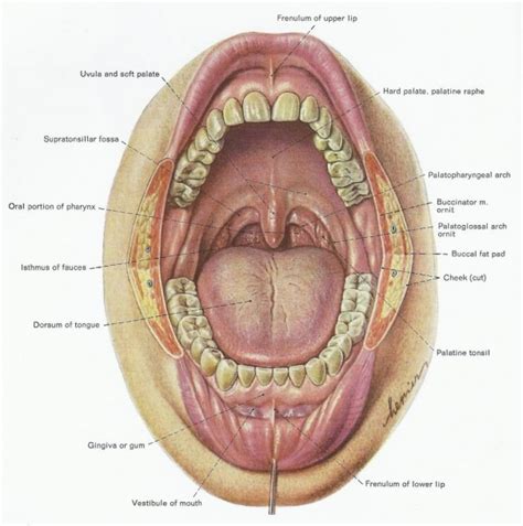 Under Tongue Diagram