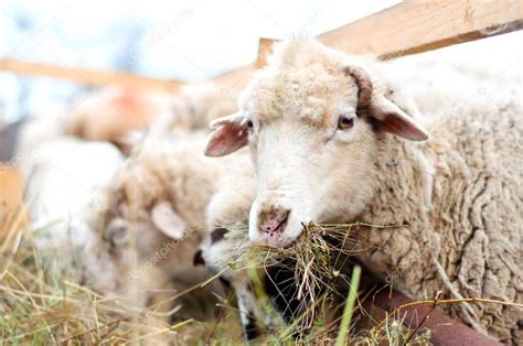 Sheep eating grass and hay in a rural farm — Stock Photo © bogdan.hoda ...