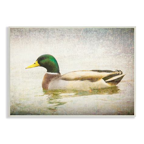 Mallard Duck Pencil Drawing