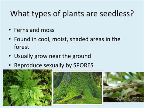 Ppt Plant Reproduction Seedless Plants Powerpoint Presentation Free