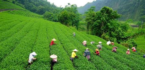 Munnar Tea Estate