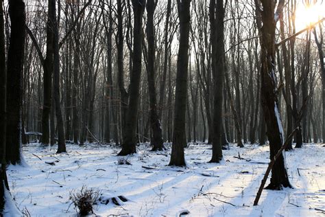 Banco De Imagens árvore Natureza Floresta Região Selvagem Ramo